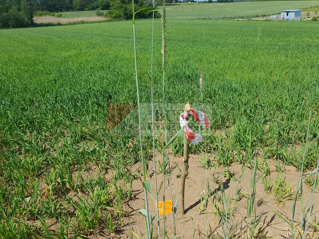 Działka Sprzedaż Zieleniewo 4