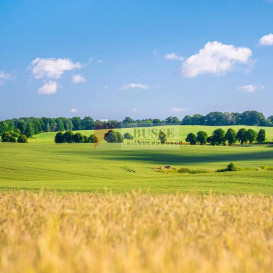 Działka Sprzedaż Przemocze
