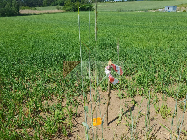 Działka Sprzedaż Zieleniewo 5