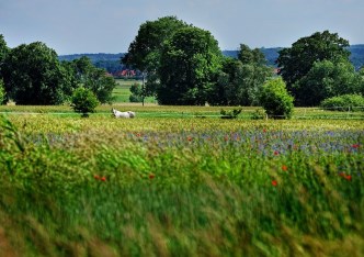 działka na sprzedaż - Stare Czarnowo, Kołowo